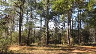 15.00 Acre Land Listing In Lobeco, Sc Is Just $179,950- Take