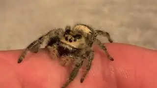 Regal Jumping Spider exploring! Phidippus Regius #jumpingspider #spider