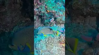 Queens on the Ledge #angelfish #underwaterphotography #scubadiving #ocean #nature #fish #reef #coral