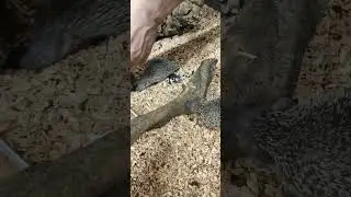 Dwarf Tenrec