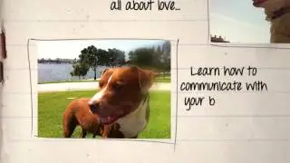 Long Beach positive and modern dog training for dogs