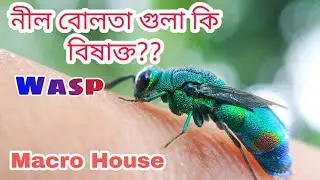 নীল বোলতার কি বিষ আছে? Chrysidoidea wasp | Macro house