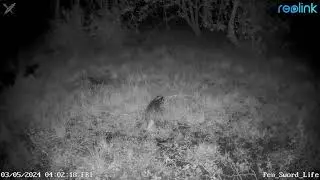 REOLINK - BIG FAT BADGER