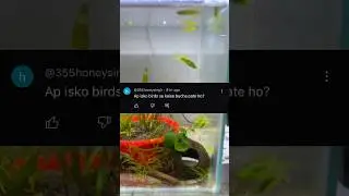 Apka Problem Main Solve Karunga 💯 #shortsvideo #fishshorts #guppyfish #zebrafish #vairalvideo