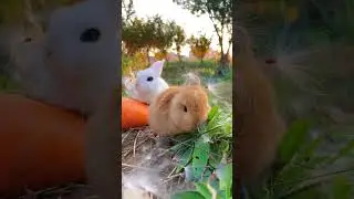 Two rabbit have a gentle and beautiful life . A beautiful moment #590 - #shorts