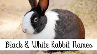 Rabbit Names Series | Black and White Rabbit Name Suggestions | Ten27 Rabbitry