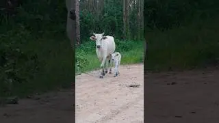 cow mooing#short beautiful white cow sound #cute baby cow