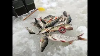 Gandrīz pirmā ziemas cope..
