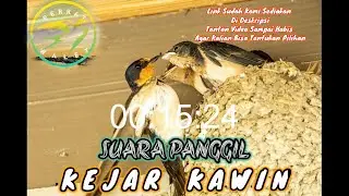 SUARA PANGGIL BURUNG WALET‼️ SP KEJAR KAWIN TERBAIK DI VERSI NYA ‼️@Berkat Walet Official