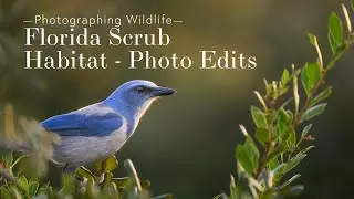 Learn Wildlife Photography - Florida Scrub Habitat - Photo Edits