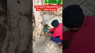 Tree guard removed from tree after 14 years | yes&rsquo; We Saved Tree 🌳 in India 2025! #savetrees