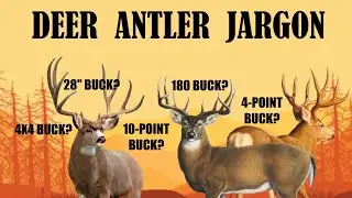 DEER ANTLER JARGON