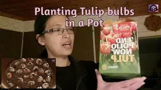 Planting Tulip Bulbs in a pot.