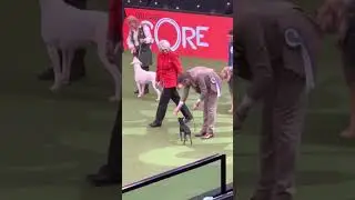 Vulnerable Breed Competition Finals Crufts 2023