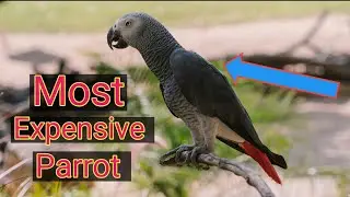 African grey parrot | African grey parrot price in Pakistan | African Grey parrot talking