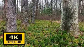 Forest Floor with Frogs Peeping in the Background for Relaxation | White Noise | Frog Sounds