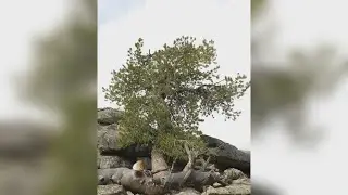 Tree species could feel climate change impact
