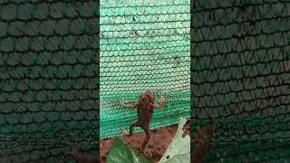 #frogs #frog #frogsofinstagram #amphibians #amphibian #froggy #amphibiansofinstagram #treefrog