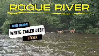 Rogue River Kayak Adventure | Rockford, MI