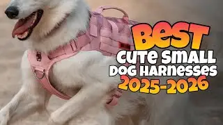 TOP 3:✅BEST CUTE SMALL DOG HARNESS 2025-2026 #dogharness #cutesmalldogharness #dogcutelashe #harness