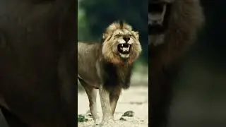 Funny Laughing 😂🤣 Lion vs Monkey 🤣😂 Vary Funny Monkey Lion Video #funny #shorts