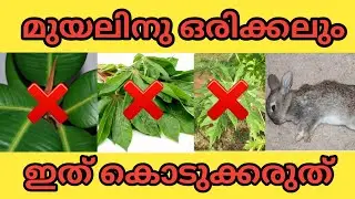 മുയലിനു ഇതൊന്നും കൊടുക്കരുതേ || Muyal Valarthal || Rabbit Farming Malayalam ||