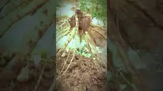 Harvesting Cassava by Hand 🌿 | Traditional Farm Work #Shorts