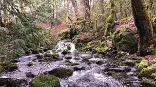 Thetis Lake McKenzie Creek 1