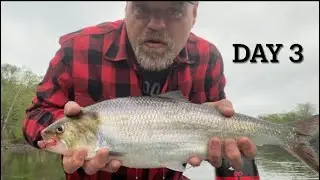 Delaware River Shad | Bi-State contest, Day 3. Weighed one in😁