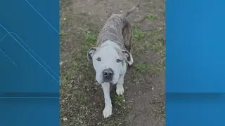 Sweetness, the inspiring stray dog, has been adopted