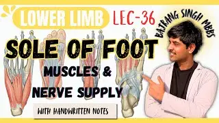 Muscles Of Sole Of Foot Anatomy ll Nerve Supply ll Lower Limb Anatomy ll Mbbs First Year