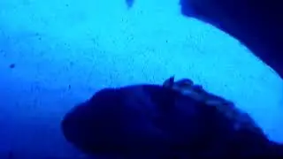 Blackbelly Rosefish (Helicolenus dactylopterus)