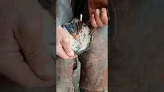 Satisfying Hoof Trimming🐴 #shorts #hooftrimming #satisfying #hoofcare #horseshoeing