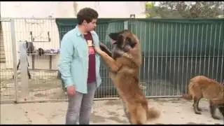 O Cão da Serra da Estrela a strong personality
