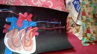 The working model of human heart