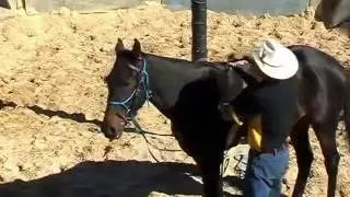 Re-Training the Standardbred Horse for Dressage