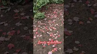 the beauty of fall