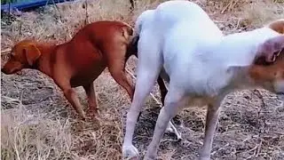 Male and female dogs mating at midnight. Dogs caught mating separately. Animals mating video