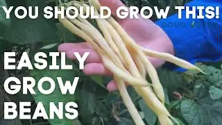 Monte Gusto Yellow Pole Bean & Dragon's Tongue Bean | You Should Grow This!