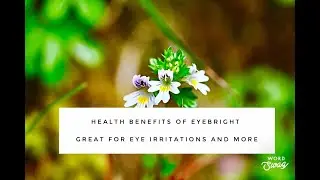 Health Benefits of Eyebright - Great for Eye Irritations and More