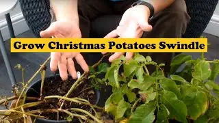 Grow Christmas Potatoes Swindle. Grow Potatoes to harvest at Christmas on a cold & frosty morning.