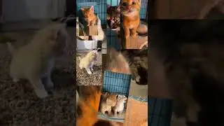 This sound is made with the sole purpose of driving your cats crazy! Let me know how I did.