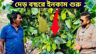 দেড় বছরে ইনকাম শুরু।সফল এঁচড় চাষি ।