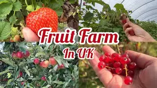Fruit Farm | Woore Fruit Farm | Picking | UK | 2024