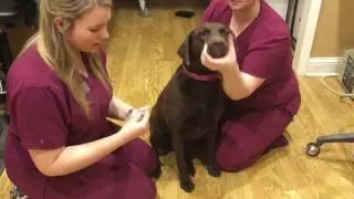 AN3 Video