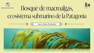 Bosque de macroalgas, ecosistema submarino de la patagonia - EV junto a PEM