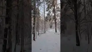 Полет по зимнему лесу... #gopro #зима #timelapse