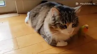 Watch My Tabby&rsquo;s Bird-Watching Session Up Close!