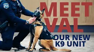 Встречайте Valor: программа West Bend K9