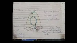 Knee joint notes for bpt students #trend #exam #physiotherapist #youtubeshorts #education #notes 
